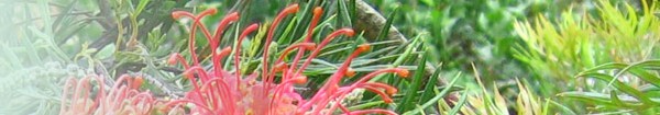 Suppliers of exotic plants
