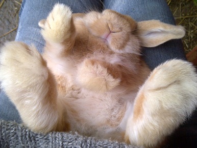 Larkfield Rabbit Boarding Centre