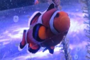 fish